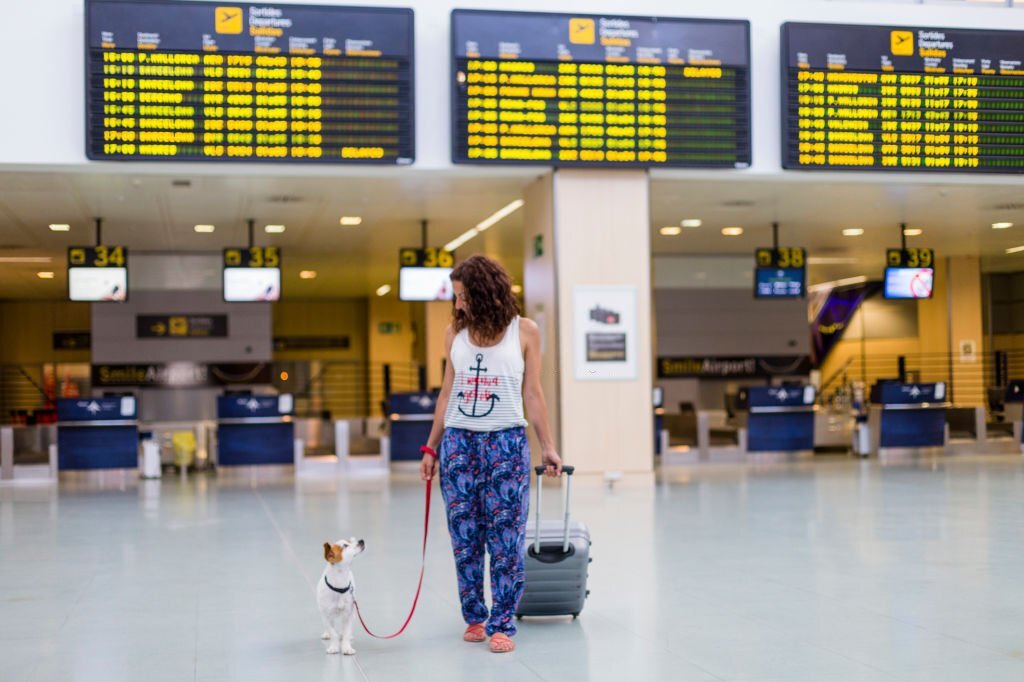 Does American Airlines Allow Dogs In 2022?